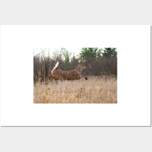 Taking Flight - White-tailed Buck Posters and Art